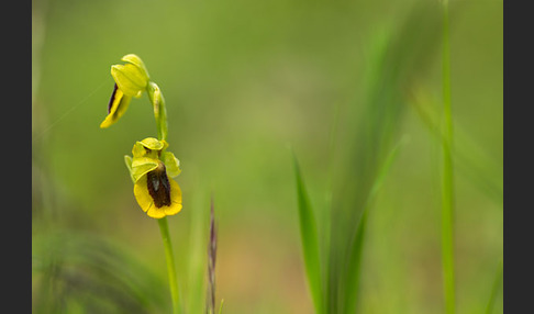 Gelbe Ragwurz (Ophrys lutea)