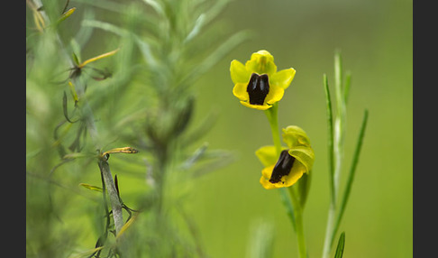 Gelbe Ragwurz (Ophrys lutea)