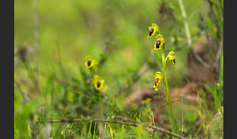 Gelbe Ragwurz (Ophrys lutea)