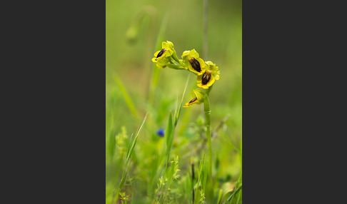 Gelbe Ragwurz (Ophrys lutea)