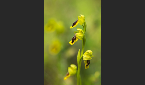 Gelbe Ragwurz (Ophrys lutea)