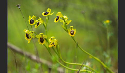 Gelbe Ragwurz (Ophrys lutea)