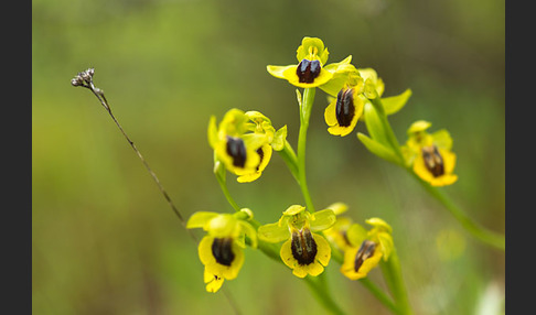 Gelbe Ragwurz (Ophrys lutea)