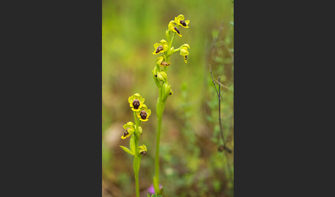 Gelbe Ragwurz (Ophrys lutea)