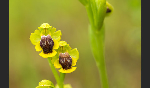 Gelbe Ragwurz (Ophrys lutea)