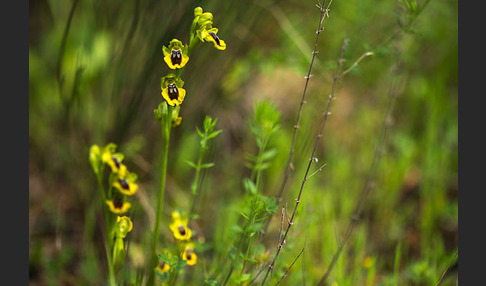 Gelbe Ragwurz (Ophrys lutea)