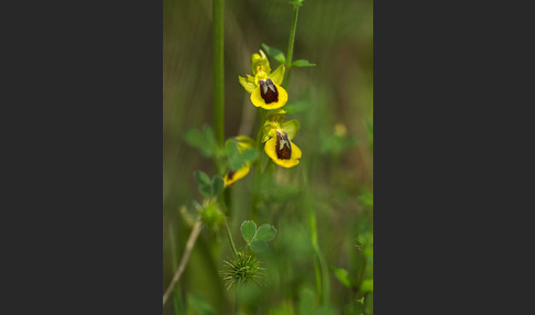 Gelbe Ragwurz (Ophrys lutea)