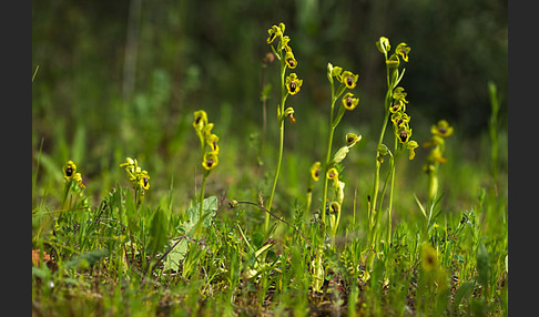 Gelbe Ragwurz (Ophrys lutea)