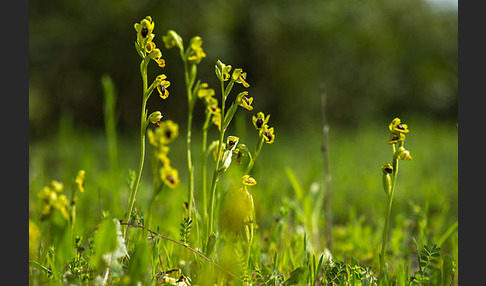 Gelbe Ragwurz (Ophrys lutea)