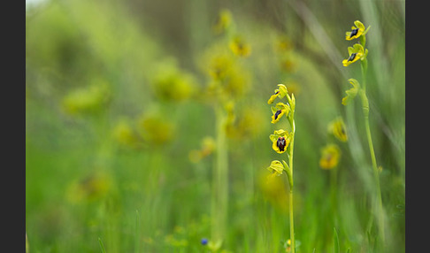 Gelbe Ragwurz (Ophrys lutea)