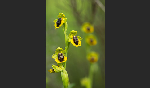 Gelbe Ragwurz (Ophrys lutea)