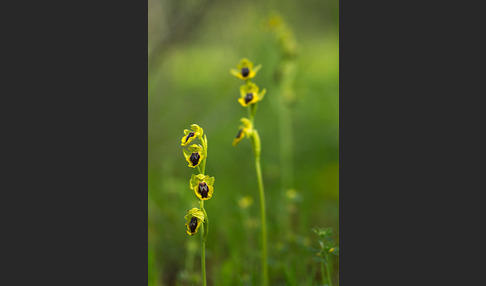 Gelbe Ragwurz (Ophrys lutea)