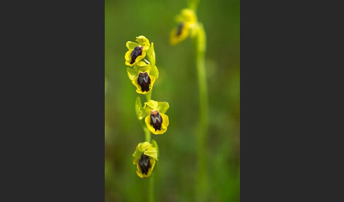 Gelbe Ragwurz (Ophrys lutea)