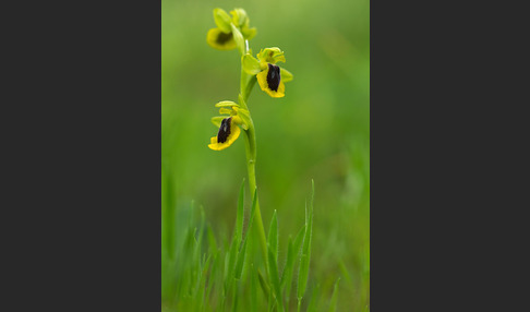 Gelbe Ragwurz (Ophrys lutea)