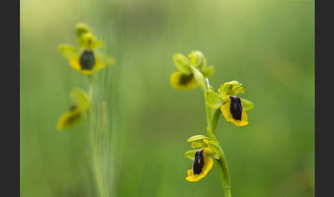 Gelbe Ragwurz (Ophrys lutea)