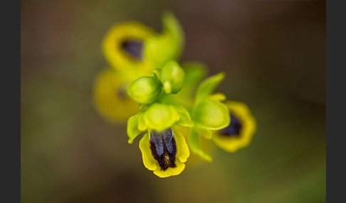 Gelbe Ragwurz (Ophrys lutea)