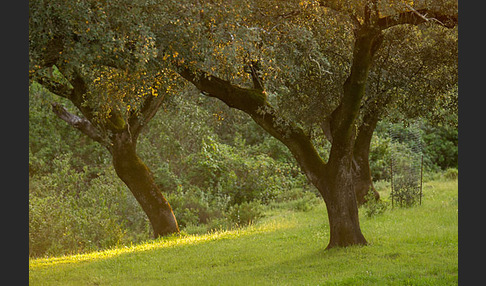 Steineiche (Quercus ilex)