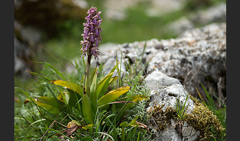 Roberts Mastorchis (Barlia robertiana)