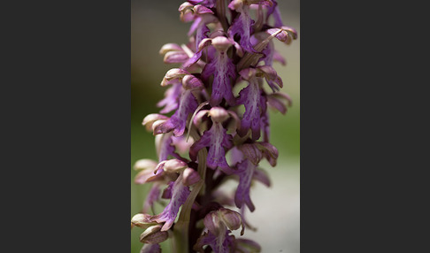 Roberts Mastorchis (Barlia robertiana)