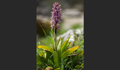 Roberts Mastorchis (Barlia robertiana)