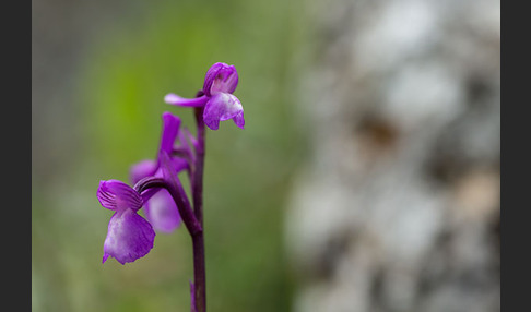 Dreiknollen-Knabenkraut (Orchis champagneuxii)