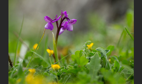 Dreiknollen-Knabenkraut (Orchis champagneuxii)