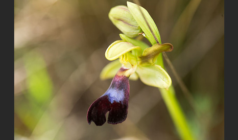 Atlasragwurz (Ophrys atlantica)