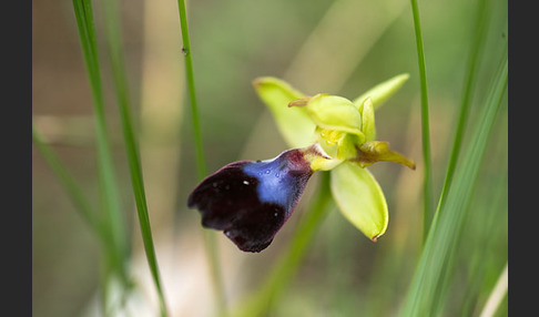 Atlasragwurz (Ophrys atlantica)