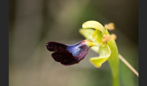 Atlasragwurz (Ophrys atlantica)