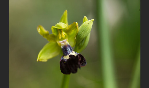 Atlasragwurz (Ophrys atlantica)