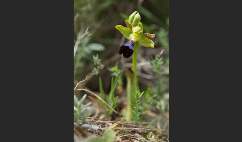 Atlasragwurz (Ophrys atlantica)