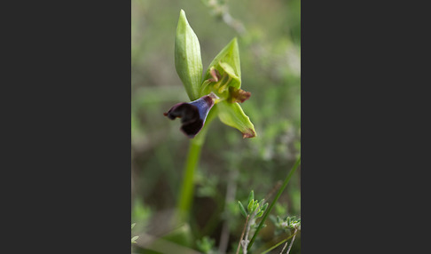 Atlasragwurz (Ophrys atlantica)