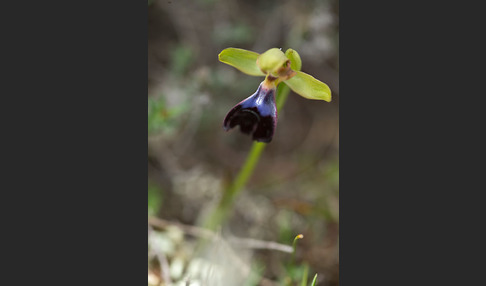 Atlasragwurz (Ophrys atlantica)