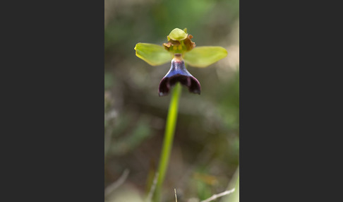 Atlasragwurz (Ophrys atlantica)