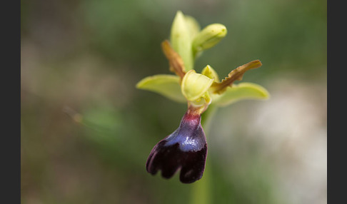 Atlasragwurz (Ophrys atlantica)