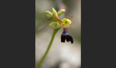 Atlasragwurz (Ophrys atlantica)