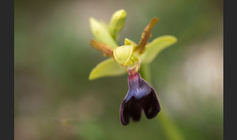 Atlasragwurz (Ophrys atlantica)