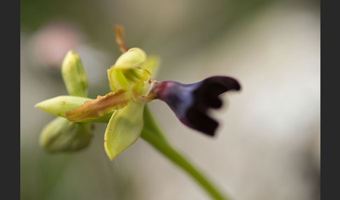 Atlasragwurz (Ophrys atlantica)