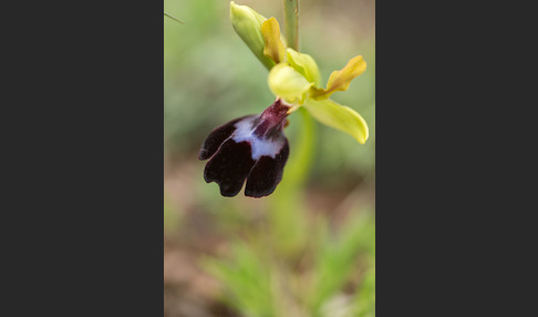 Atlasragwurz (Ophrys atlantica)