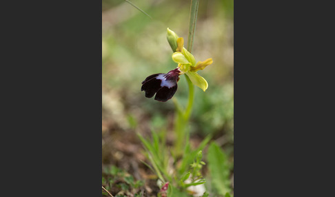 Atlasragwurz (Ophrys atlantica)