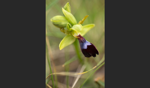 Atlasragwurz (Ophrys atlantica)