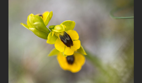 Gelbe Ragwurz (Ophrys lutea)