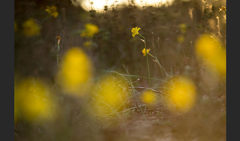 Requiens Narzisse (Narcissus assoanus)