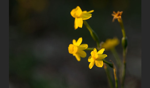 Requiens Narzisse (Narcissus assoanus)