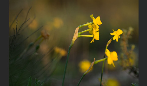 Requiens Narzisse (Narcissus assoanus)