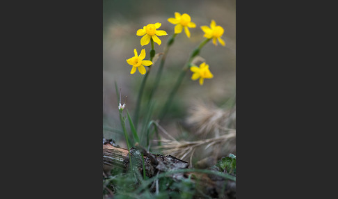 Requiens Narzisse (Narcissus assoanus)