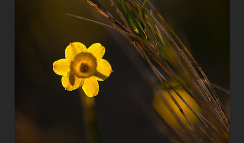 Requiens Narzisse (Narcissus assoanus)