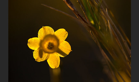 Requiens Narzisse (Narcissus assoanus)