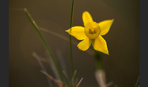 Requiens Narzisse (Narcissus assoanus)