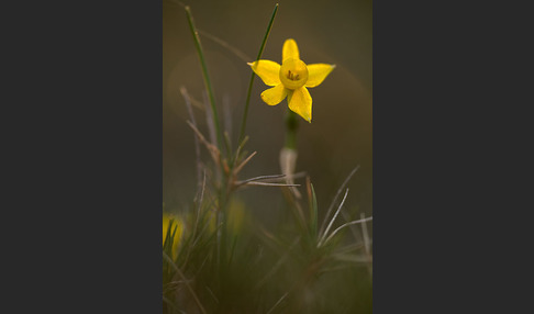 Requiens Narzisse (Narcissus assoanus)